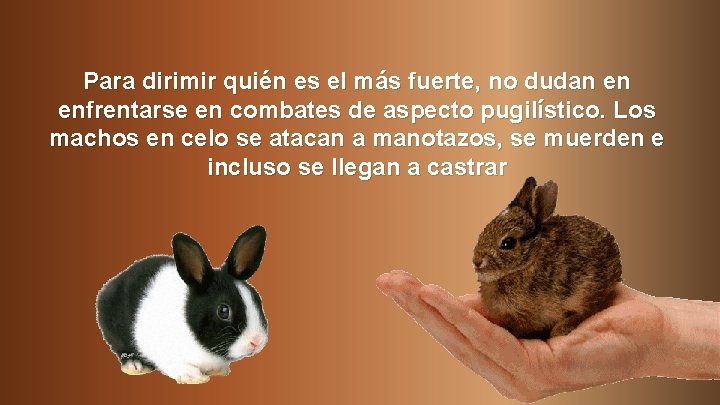 Para dirimir quién es el más fuerte, no dudan en enfrentarse en combates de