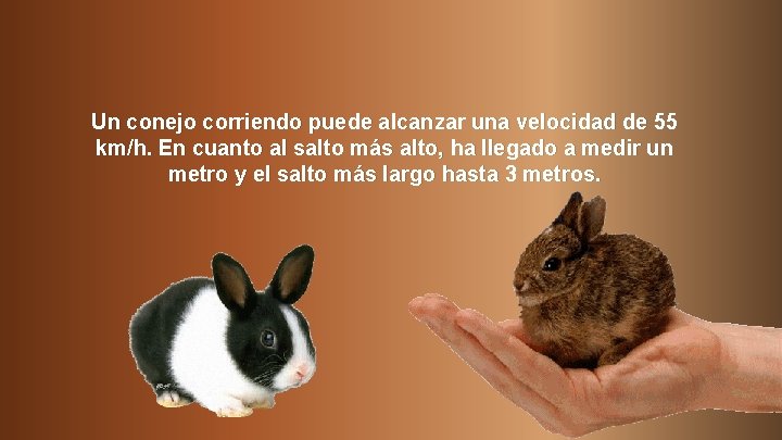 Un conejo corriendo puede alcanzar una velocidad de 55 km/h. En cuanto al salto