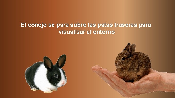 El conejo se para sobre las patas traseras para visualizar el entorno 