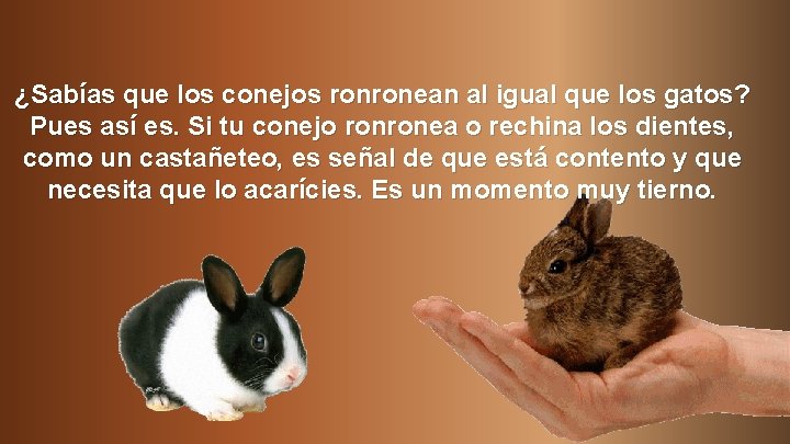¿Sabías que los conejos ronronean al igual que los gatos? Pues así es. Si
