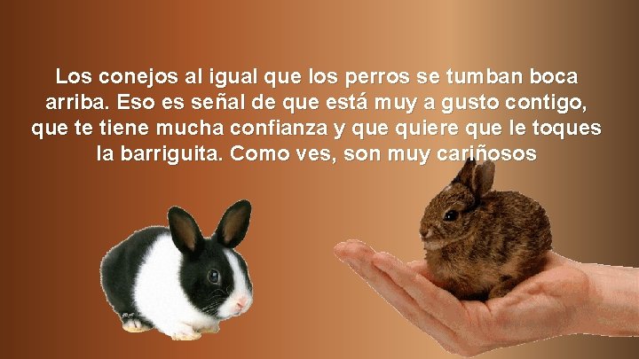 Los conejos al igual que los perros se tumban boca arriba. Eso es señal