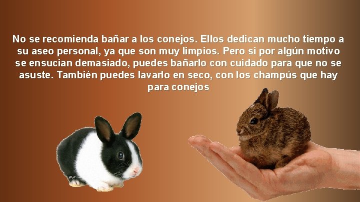 No se recomienda bañar a los conejos. Ellos dedican mucho tiempo a su aseo