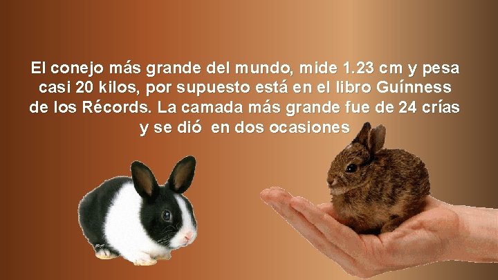 El conejo más grande del mundo, mide 1. 23 cm y pesa casi 20