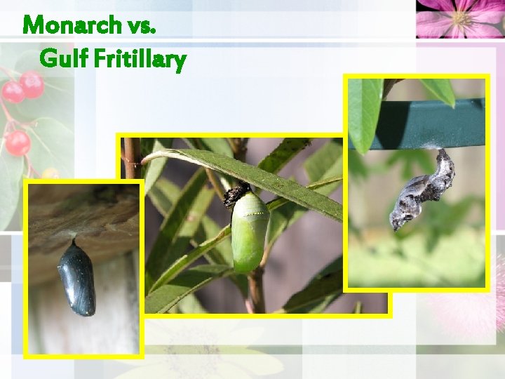 Monarch vs. Gulf Fritillary 