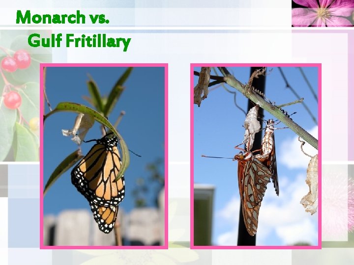Monarch vs. Gulf Fritillary 