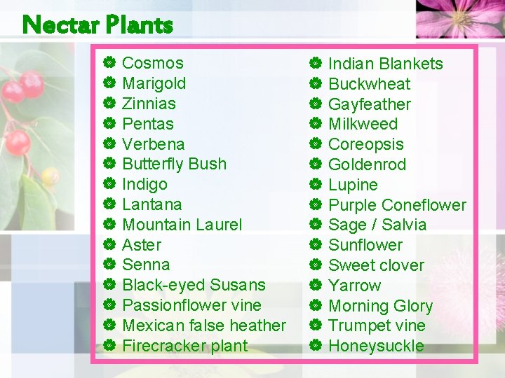 Nectar Plants | Cosmos | Marigold | Zinnias | Pentas | Verbena | Butterfly