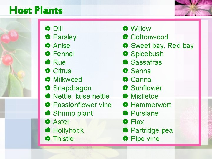 Host Plants | Dill | Parsley | Anise | Fennel | Rue | Citrus