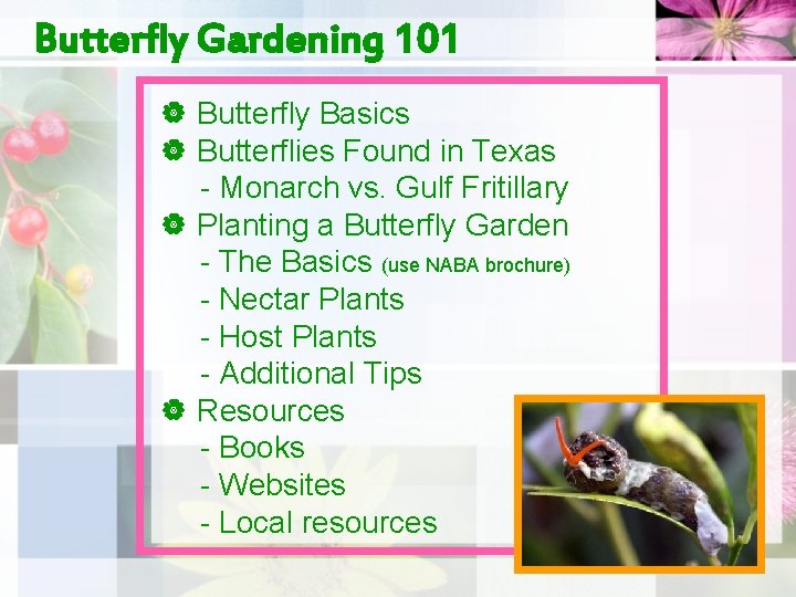 Butterfly Gardening 101 | Butterfly Basics | Butterflies Found in Texas - Monarch vs.