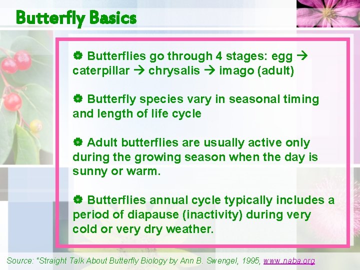 Butterfly Basics | Butterflies go through 4 stages: egg caterpillar chrysalis imago (adult) |