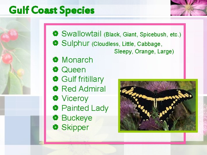 Gulf Coast Species | Swallowtail (Black, Giant, Spicebush, etc. ) | Sulphur (Cloudless, Little,