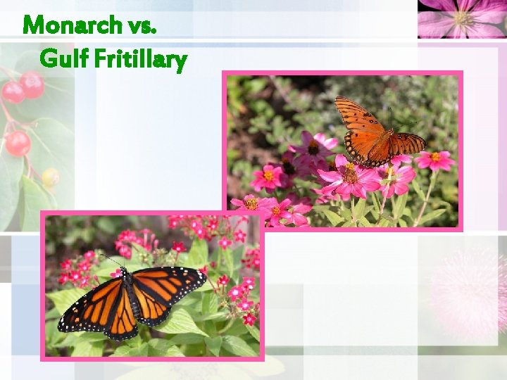 Monarch vs. Gulf Fritillary 