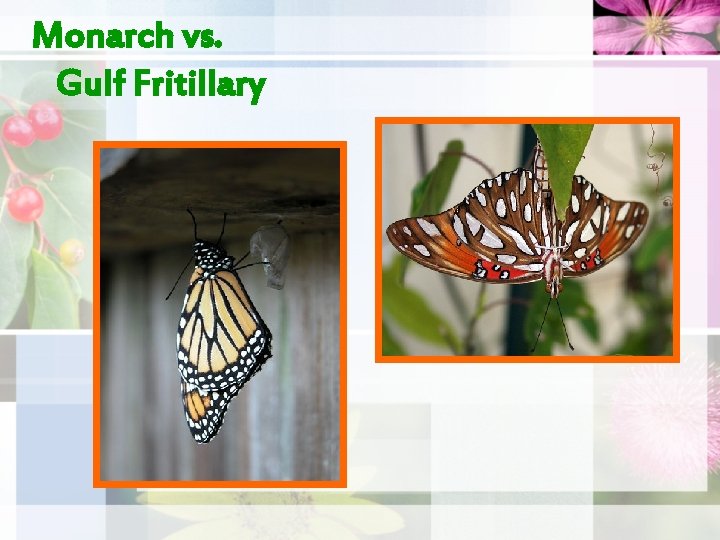 Monarch vs. Gulf Fritillary 