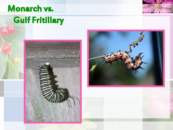 Monarch vs. Gulf Fritillary 