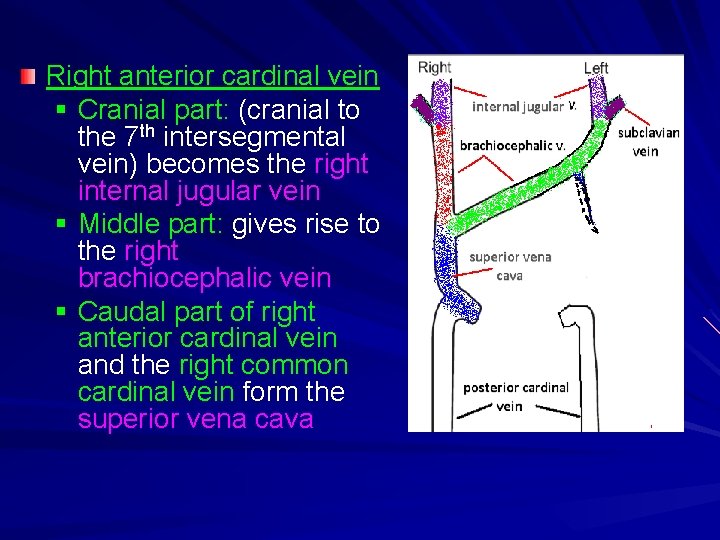 Right anterior cardinal vein § Cranial part: (cranial to the 7 th intersegmental vein)