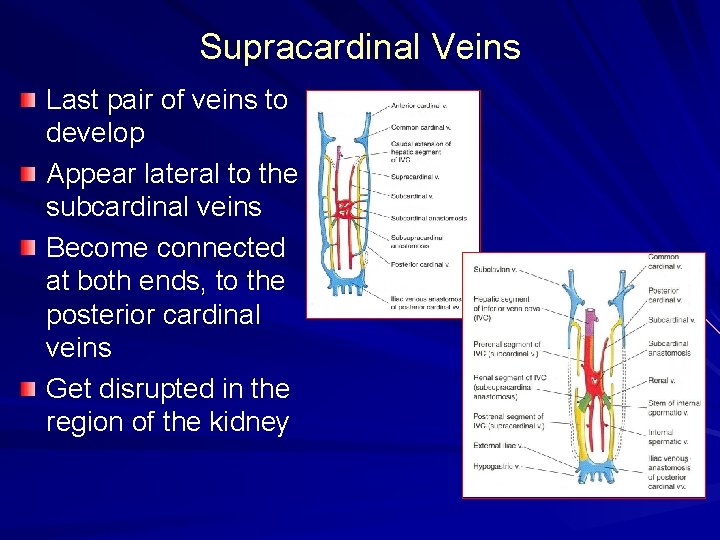 Supracardinal Veins Last pair of veins to develop Appear lateral to the subcardinal veins