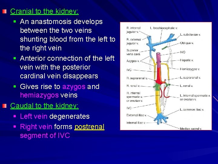 Cranial to the kidney: § An anastomosis develops between the two veins shunting blood