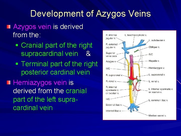 Development of Azygos Veins Azygos vein is derived from the: § Cranial part of