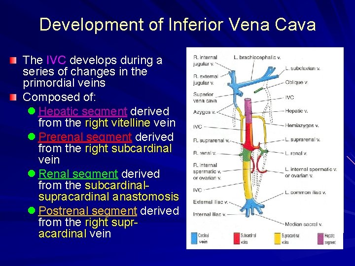 Development of Inferior Vena Cava The IVC develops during a series of changes in