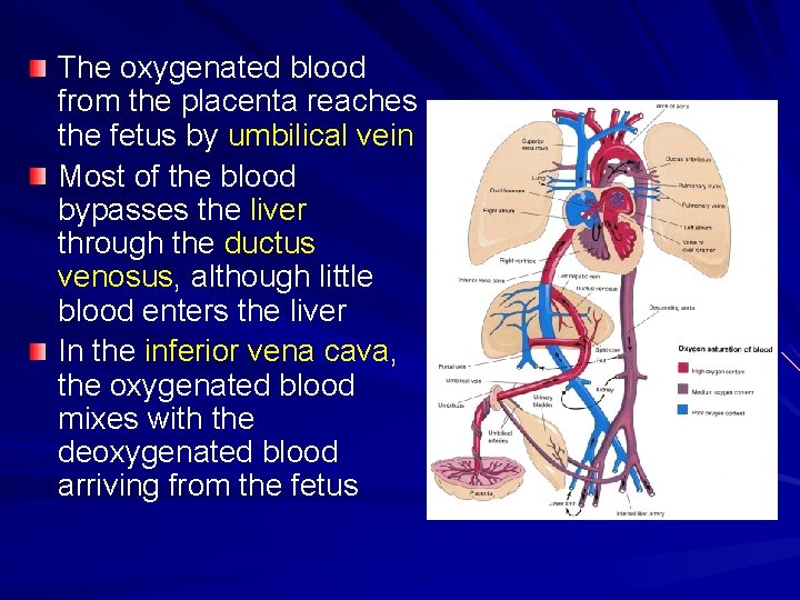 The oxygenated blood from the placenta reaches the fetus by umbilical vein Most of