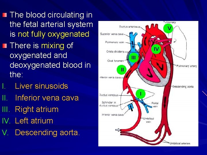 The blood circulating in the fetal arterial system is not fully oxygenated There is