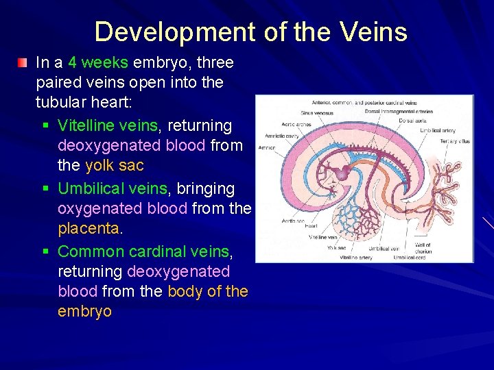 Development of the Veins In a 4 weeks embryo, three paired veins open into