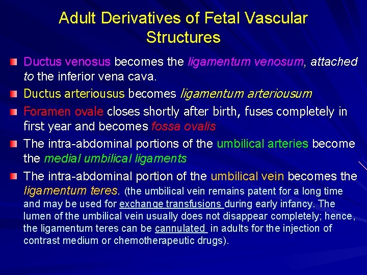 Adult Derivatives of Fetal Vascular Structures Ductus venosus becomes the ligamentum venosum, attached to