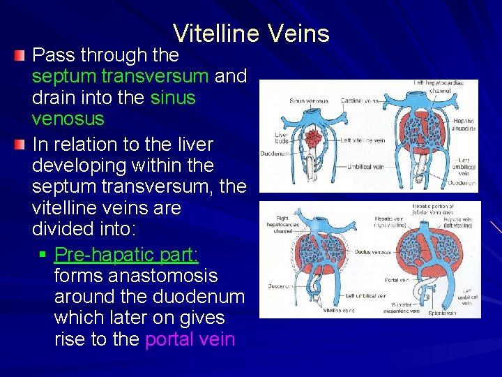 Vitelline Veins Pass through the septum transversum and drain into the sinus venosus In