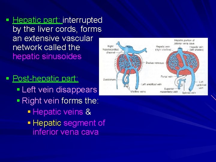 § Hepatic part: interrupted by the liver cords, forms an extensive vascular network called