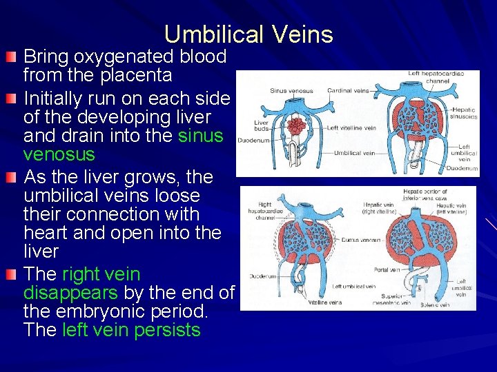 Umbilical Veins Bring oxygenated blood from the placenta Initially run on each side of