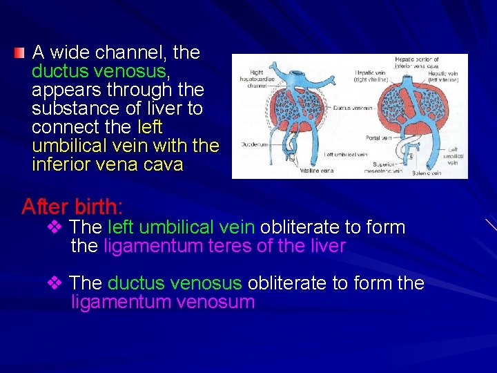 A wide channel, the ductus venosus, appears through the substance of liver to connect
