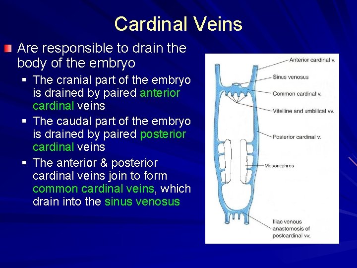 Cardinal Veins Are responsible to drain the body of the embryo § The cranial