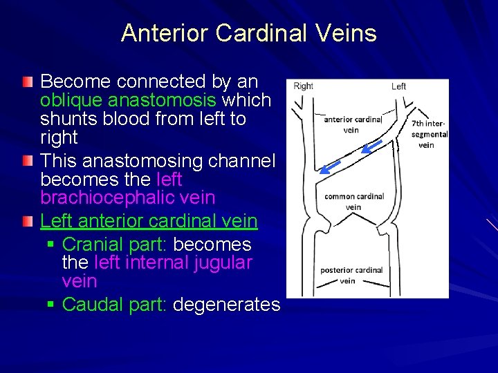 Anterior Cardinal Veins Become connected by an oblique anastomosis which shunts blood from left