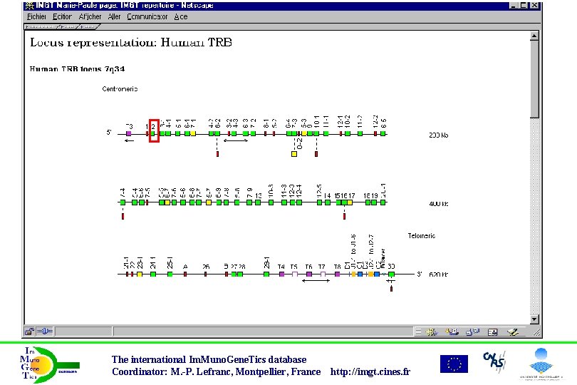 The international Im. Muno. Gene. Tics database Coordinator: M. -P. Lefranc, Montpellier, France http: