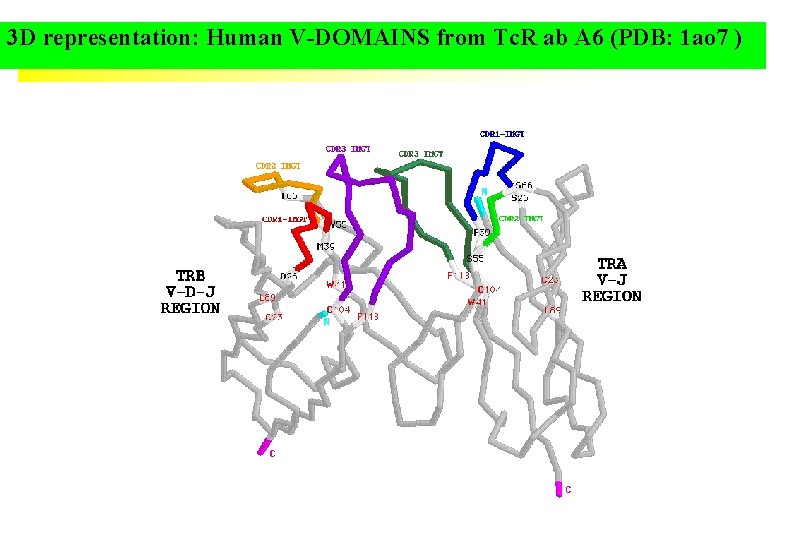 3 D representation: Human V-DOMAINS from Tc. R ab A 6 (PDB: 1 ao