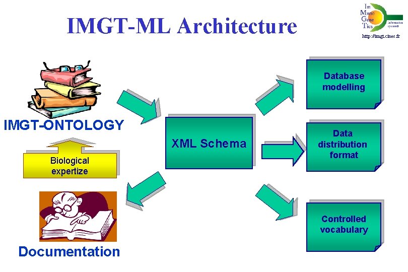 IMGT-ML Architecture http: //imgt. cines. fr Database modelling IMGT-ONTOLOGY XML Schema Biological expertize Data