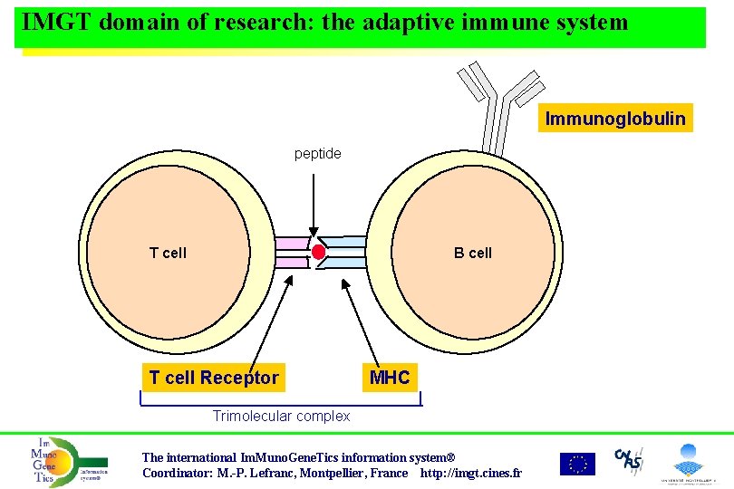 IMGT domain of research: the adaptive immune system Immunoglobulin peptide T cell B cell