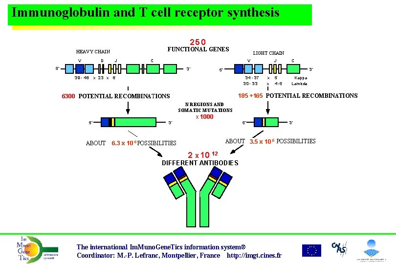 Immunoglobulin and T cell receptor synthesis 25 0 FUNCTIONAL GENES HEAVY CHAIN V D