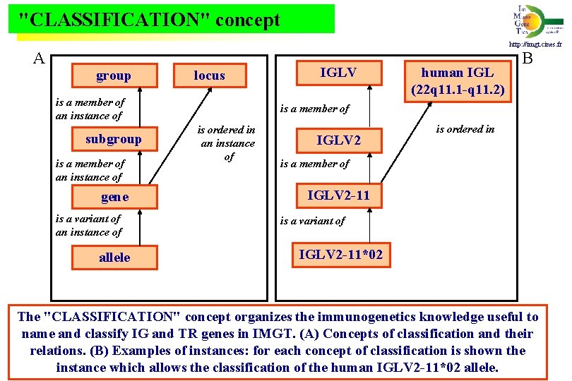  "CLASSIFICATION" concept http: //imgt. cines. fr A group locus is a member of
