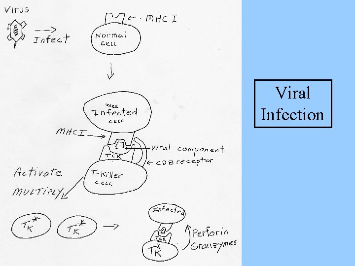 Viral Infection 