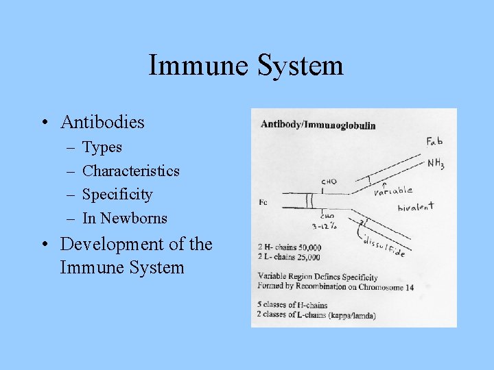 Immune System • Antibodies – – Types Characteristics Specificity In Newborns • Development of