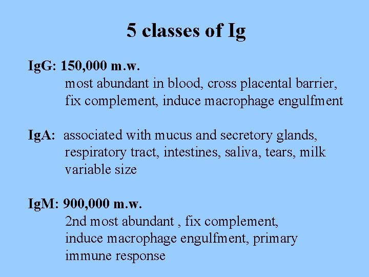 5 classes of Ig Ig. G: 150, 000 m. w. most abundant in blood,