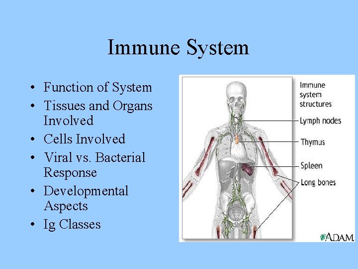 Immune System • Function of System • Tissues and Organs Involved • Cells Involved