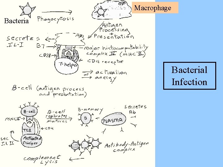 Macrophage Bacterial Infection 