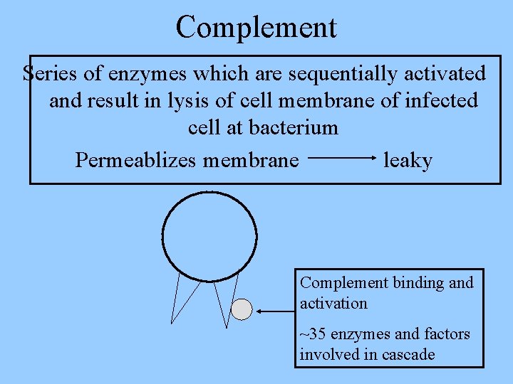 Complement Series of enzymes which are sequentially activated and result in lysis of cell