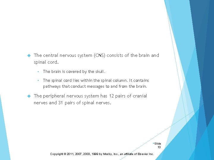  The central nervous system (CNS) consists of the brain and spinal cord. •