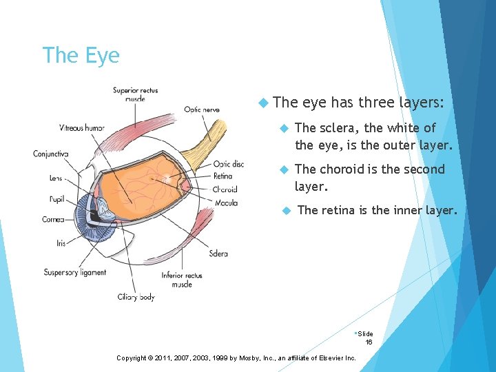 The Eye The eye has three layers: The sclera, the white of the eye,