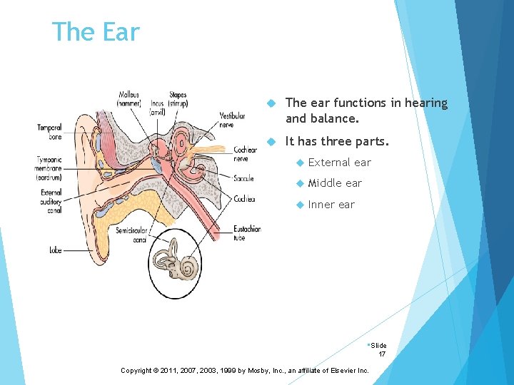 The Ear The ear functions in hearing and balance. It has three parts. External