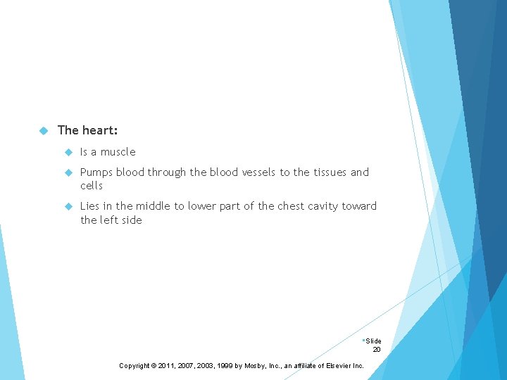  The heart: Is a muscle Pumps blood through the blood vessels to the