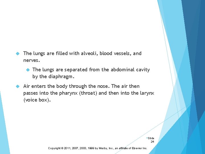  The lungs are filled with alveoli, blood vessels, and nerves. The lungs are