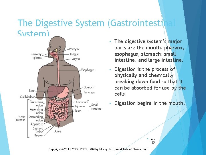 The Digestive System (Gastrointestinal System) • The digestive system’s major parts are the mouth,